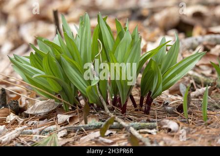 Rampe selvatiche - aglio selvatico (Allium tricoccum), comunemente noto come rampa, rampe, cipolla primaverile, porro selvatico Foto Stock