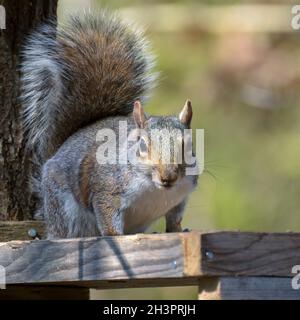 Scoiattolo grigio (Sciurus carolinensis) mangiare semi da un tavolo di legno Foto Stock