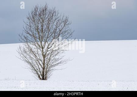 Paesaggio nelle montagne Harz singolo alberi in piedi Foto Stock