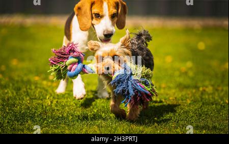 Carino Yorkshire Terrier cane e beagle cane si chese l'altro in cortile. Foto Stock