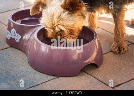 Beagle cane bere acqua per raffreddare in ombra su erba nascosto dal sole estivo . Sfondo estivo. Foto Stock