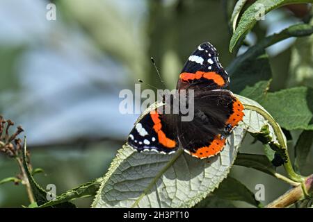 Ammiraglio ( Vanessa atalanta, SYN.: Pyrameis atalanta ). Foto Stock