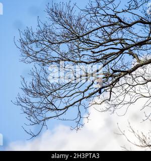 Giu eurasiatico (Garrulus glandarius) arroccato su un albero Foto Stock