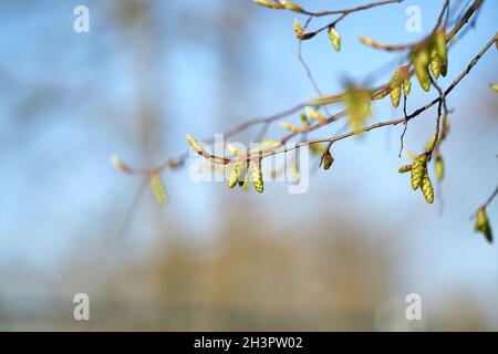 Infiorescenza di un carpino (Carpinus betulus) In un parco in Germania in primavera Foto Stock