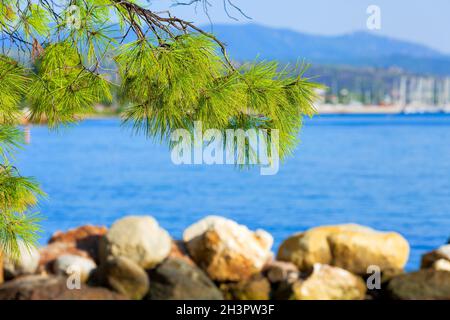 Pineta albero dal mare a Halkidiki, Grecia Foto Stock