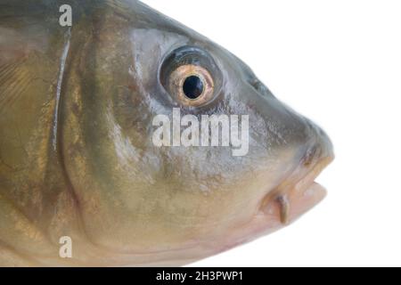 Carpa europea isolata su ritratto bianco Foto Stock