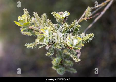 Salice di lievito di mele (Salix hastata) Foto Stock