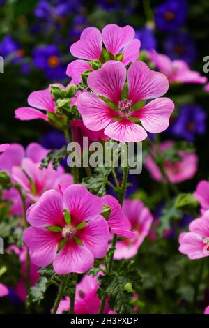 Cape mallow Foto Stock