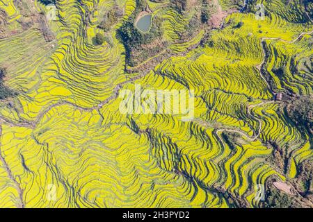 Vista aerea di fiori di colza fioriti in campi terrazzati Foto Stock