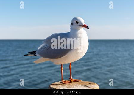 Gabbiano con testa nera, gabbiano con fattura rossa Foto Stock