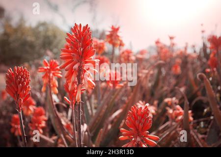Fiore di Aloe Foto Stock