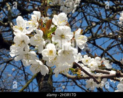 Primo piano di ciliegia bianca e luminosa circondata da rami e un cielo di primavera blu illuminato dal sole Foto Stock