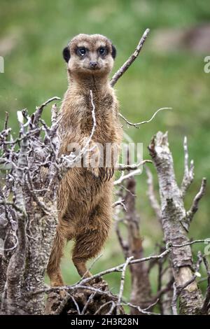 Meerkat (Suricata suricatta). Foto Stock