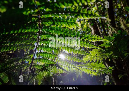 Felce Foto Stock