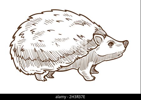 Selvaggio animale della foresta, hedgehog con spine schizzo isolato Illustrazione Vettoriale