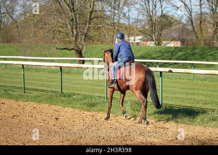 Allenamento a cavallo e a cavallo sull'ippodromo di Herrenkrug vicino a Magdeburg in Germania Foto Stock