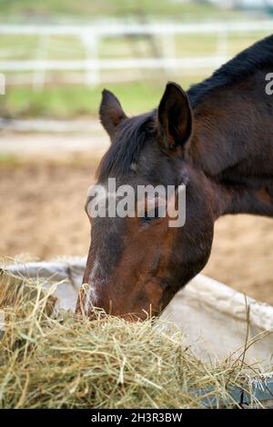 Cavallo mangiare fieno in una fattoria a Herrenkrug vicino a Magdeburg In Germania Foto Stock