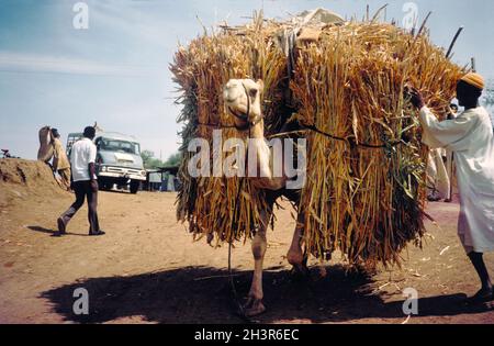 Africa, Sudan, nei pressi di Wad Madani 1976. Un cammello al lavoro che trasporta canne o paglia per recinzioni e l'uso della costruzione della casa. Foto Stock