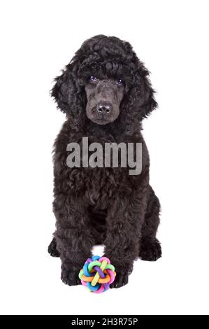 Cucciolo di barattolo nero di due mesi Foto Stock