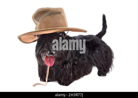 Cane in cappello Foto Stock
