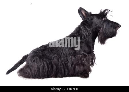 Scotch terrier Foto Stock