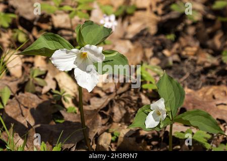 Il trillio bianco (Trillium grandiflorum) La pianta è originaria del Nord America orientale Foto Stock