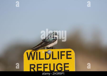 Lo Swallow albero (Tachycineta bicolore) in area protetta e rifugio faunistico Foto Stock