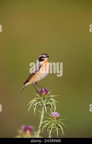 Una Whinchat maschile (Saxicola rubetra) in primavera sull'isola greca di Lesbo Foto Stock