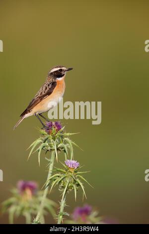 Una Whinchat maschile (Saxicola rubetra) in primavera sull'isola greca di Lesbo Foto Stock