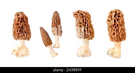 Collage di funghi porcini diversi isolati su sfondo bianco Foto Stock
