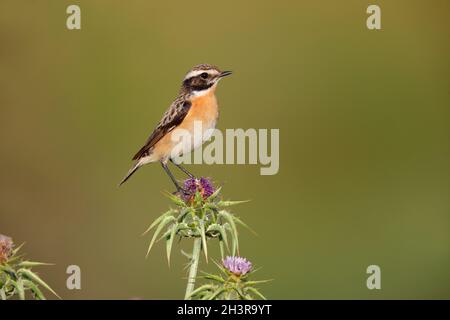 Una Whinchat maschile (Saxicola rubetra) in primavera sull'isola greca di Lesbo Foto Stock