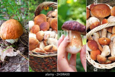 Collage di funghi freschi della foresta cep Foto Stock