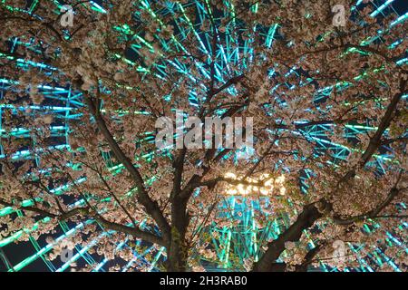 Fiori di ciliegio e orologio Cosmo Foto Stock