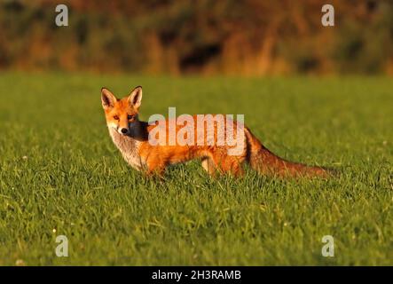 FOX in a Meadow, Scozia, Regno Unito. Foto Stock