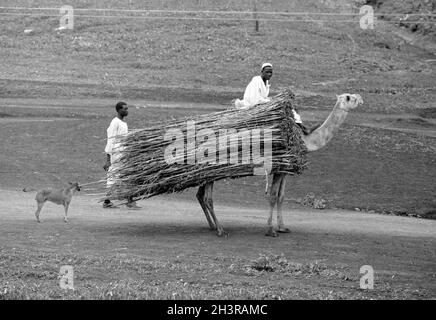 Africa, Sudan, nei pressi di Wad Madani 1976. Un cammello di lavoro che trasporta bastoni lunghi adatti per la posa come recinzione. Foto Stock
