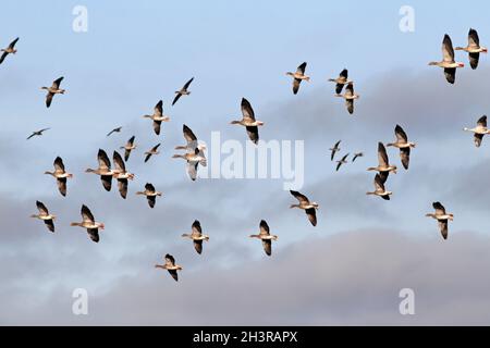 GRIGIELAG OCA, Flock Flying, Scozia, Regno Unito. Foto Stock