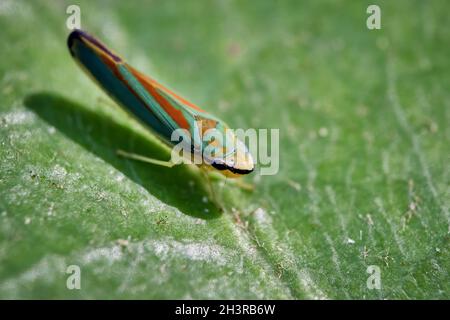 Rhododendron cicada (Graphocephala fennahi). Foto Stock