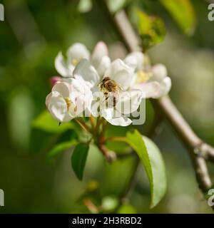 Ape impollinando un fiore da un albero di pera in un giardino in primavera Foto Stock