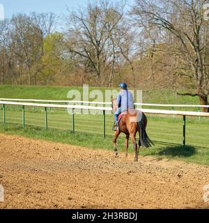 Allenamento a cavallo e a cavallo sull'ippodromo vicino a Magdeburg Foto Stock