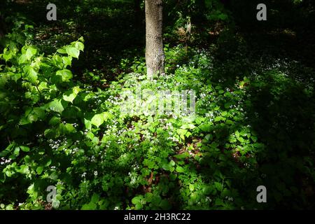 Odoratum di galium, legnodruff Foto Stock