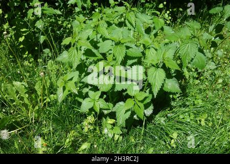 Urtica dioica, Ortica Foto Stock