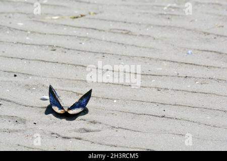 Conchiglie di mitili sulla spiaggia - Fischland, Darß, Zingst, Mecklenburg-Vorpommern, Germania Foto Stock