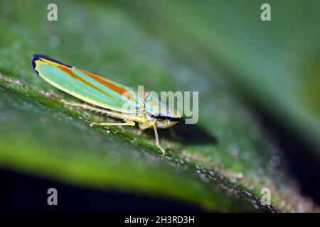 Rhododendron cicada (Graphocephala fennahi). Foto Stock