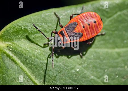 Ninfa comune di bug di fuoco (Pyrhocoris apterus). Foto Stock