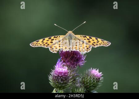 Piccola farfalla madre-di-perla (Issoria lathonia). Foto Stock