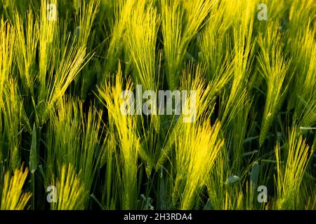 Campo verde in zona rurale. Paesaggio di campi agricoli di cereali. Vista aerea Foto Stock