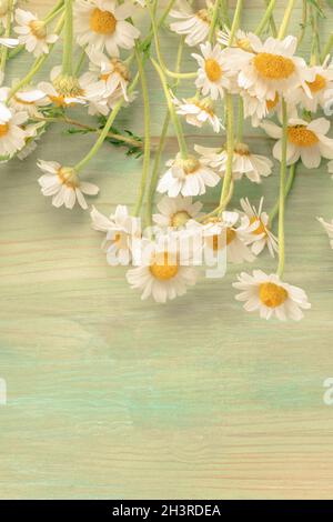Un bouquet di margherite su sfondo teale con un posto per il testo, tonico Foto Stock