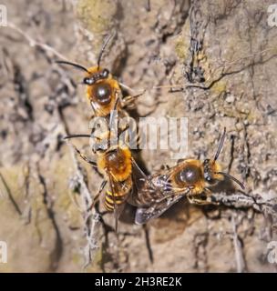 Ape di seta di Ivy 'Colletes hederae Foto Stock