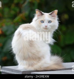 Selettivo di un gatto carino in un giardino Foto Stock