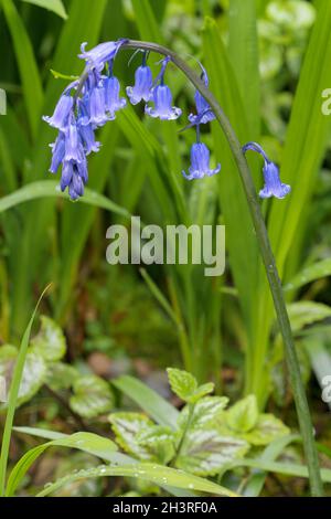 Un unico gambo di Bluebell che fioriscono in primavera in un'ombra Spot in Cornovaglia Foto Stock